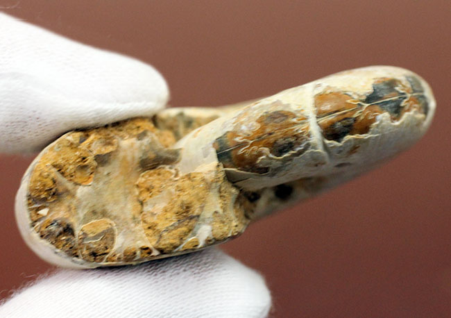 中生代ジュラ紀の珍しいアンモナイト、ホルコフィロセラス(Holcophylloceras sp.)。(その7)