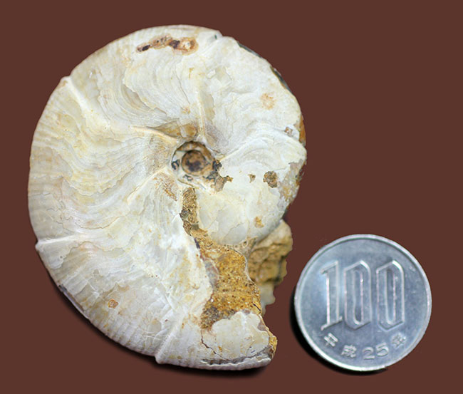 中生代ジュラ紀の珍しいアンモナイト、ホルコフィロセラス(Holcophylloceras sp.)。(その8)