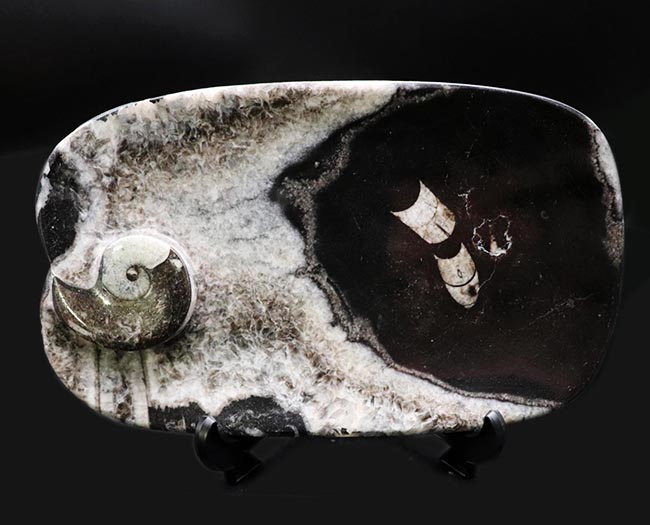 皿や小物入れとして利用可能！もちろんコレクションとして展示もおすすめ！ゴニアタイトとオルソセラスからなるプレート化石（その1）