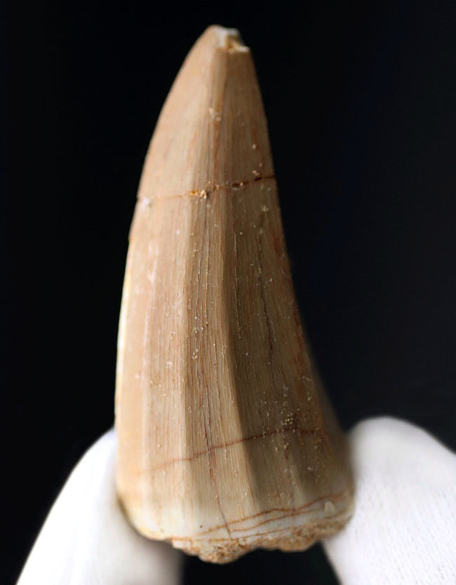 白亜紀の海の支配的捕食者、モササウルス(Mosasaurus)歯化石。エナメル質の保存状態、この上なし。(その1)