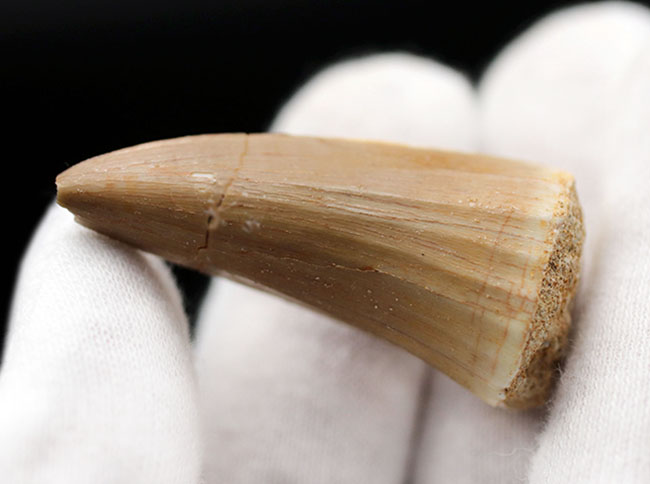 白亜紀の海の支配的捕食者、モササウルス(Mosasaurus)歯化石。エナメル質の保存状態、この上なし。(その3)