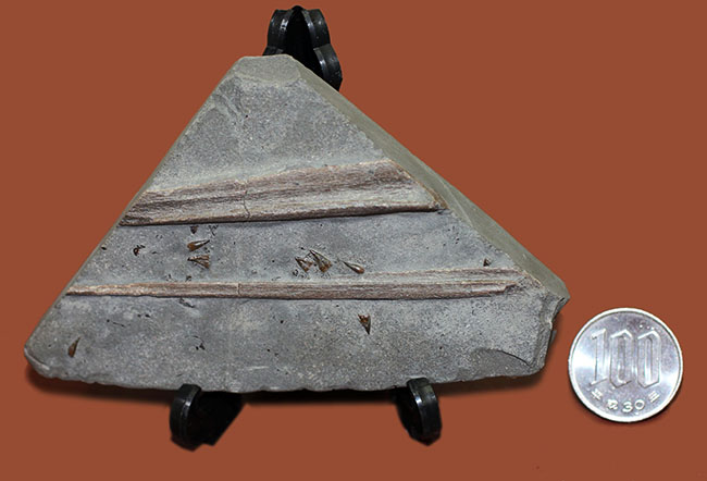 黒ジュラ!めったに採集できない希少なホルツマーデン産のイクチオサウルス(Ichthyosaurus sp.)の吻部の化石です。ナチュラルな産状。(その10)