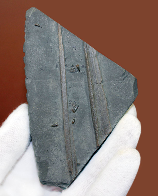 黒ジュラ!めったに採集できない希少なホルツマーデン産のイクチオサウルス(Ichthyosaurus sp.)の吻部の化石です。ナチュラルな産状。(その2)