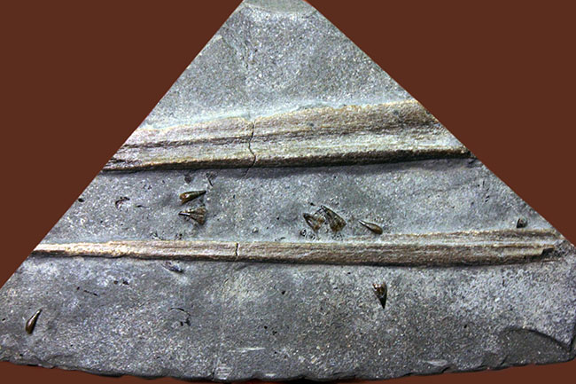 黒ジュラ!めったに採集できない希少なホルツマーデン産のイクチオサウルス(Ichthyosaurus sp.)の吻部の化石です。ナチュラルな産状。(その4)
