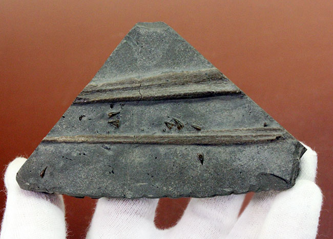 黒ジュラ!めったに採集できない希少なホルツマーデン産のイクチオサウルス(Ichthyosaurus sp.)の吻部の化石です。ナチュラルな産状。(その7)