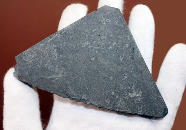黒ジュラ!めったに採集できない希少なホルツマーデン産のイクチオサウルス(Ichthyosaurus sp.)の吻部の化石です。ナチュラルな産状。(その8)
