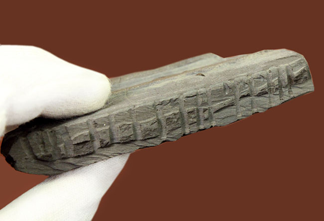 黒ジュラ!めったに採集できない希少なホルツマーデン産のイクチオサウルス(Ichthyosaurus sp.)の吻部の化石です。ナチュラルな産状。(その9)