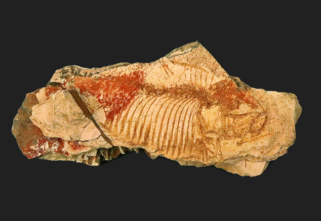 珍しい国内標本！白亜紀北九州産のディプロミスタス（Diplomystus）の化石（その1）