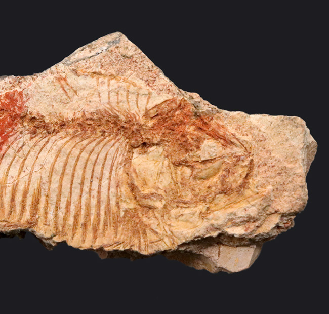 珍しい国内標本！白亜紀北九州産のディプロミスタス（Diplomystus）の化石（その2）