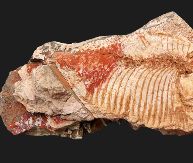 珍しい国内標本！白亜紀北九州産のディプロミスタス（Diplomystus）の化石（その3）