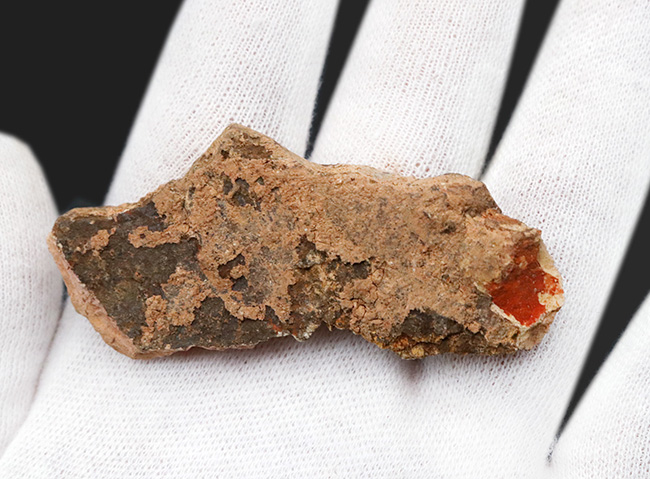 珍しい国内標本！白亜紀北九州産のディプロミスタス（Diplomystus）の化石（その5）
