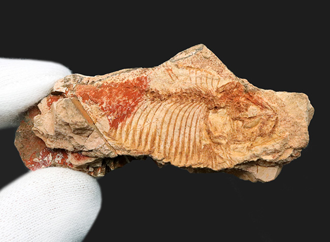 珍しい国内標本！白亜紀北九州産のディプロミスタス（Diplomystus）の化石（その6）