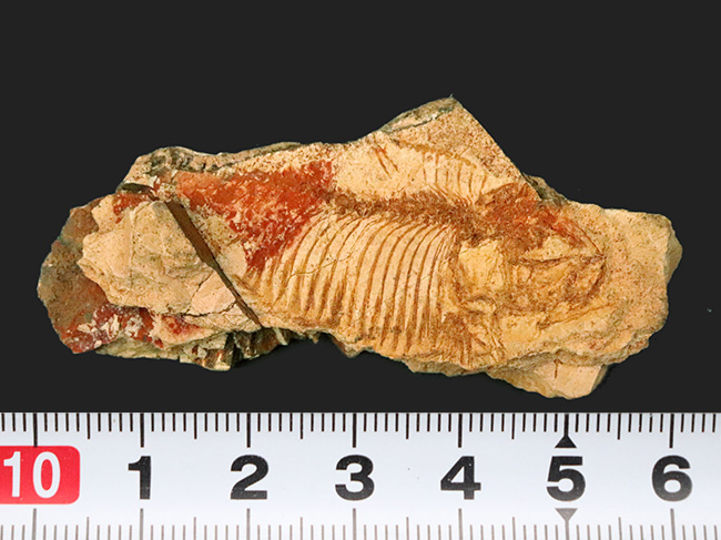 古代魚化石 Tharrias ジュラ紀 標本 27センチ級の大型標本！現生のどの魚ともつながりを持たない、1億年前