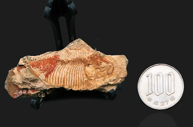 珍しい国内標本！白亜紀北九州産のディプロミスタス（Diplomystus）の化石（その8）