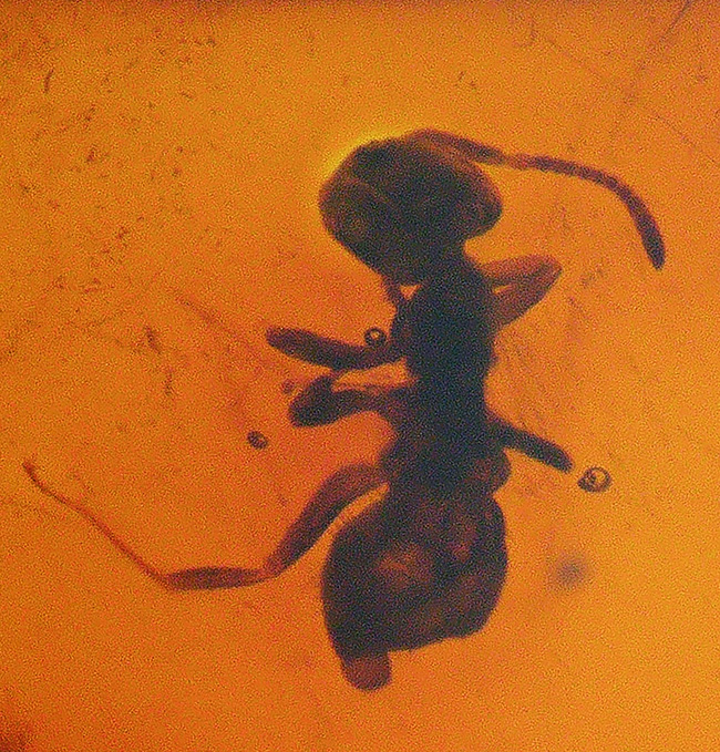 奈良漬けの如き赤茶色を呈するアリを含んだバルト海産の虫入り琥珀(Amber)(その1)