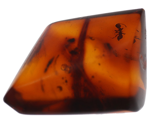 奈良漬けの如き赤茶色を呈するアリを含んだバルト海産の虫入り琥珀(Amber)(その2)