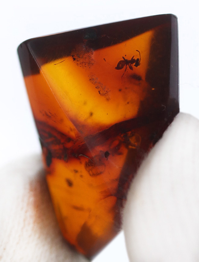 奈良漬けの如き赤茶色を呈するアリを含んだバルト海産の虫入り琥珀（Amber）（その3）