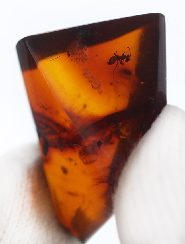 奈良漬けの如き赤茶色を呈するアリを含んだバルト海産の虫入り琥珀(Amber)(その3)