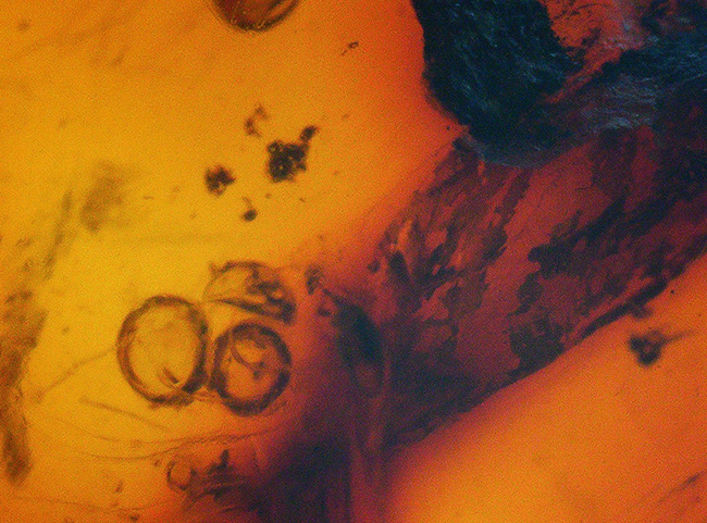 奈良漬けの如き赤茶色を呈するアリを含んだバルト海産の虫入り琥珀(Amber)(その4)