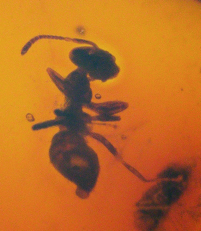 奈良漬けの如き赤茶色を呈するアリを含んだバルト海産の虫入り琥珀(Amber)(その5)