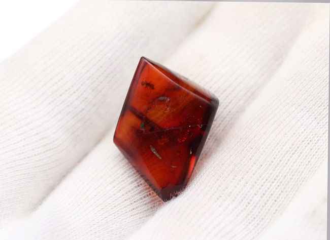 奈良漬けの如き赤茶色を呈するアリを含んだバルト海産の虫入り琥珀（Amber）（その6）