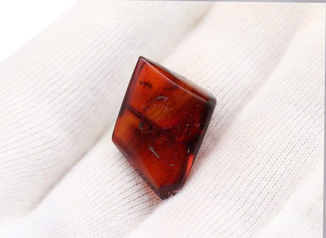奈良漬けの如き赤茶色を呈するアリを含んだバルト海産の虫入り琥珀(Amber)(その6)