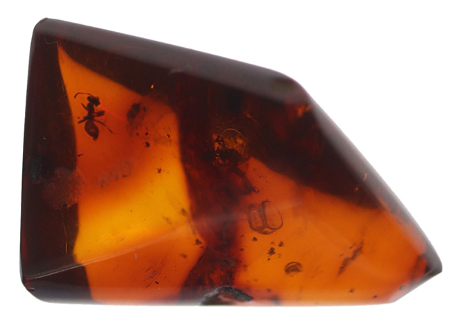 奈良漬けの如き赤茶色を呈するアリを含んだバルト海産の虫入り琥珀(Amber)(その7)
