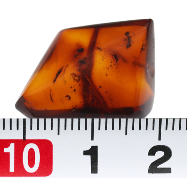 奈良漬けの如き赤茶色を呈するアリを含んだバルト海産の虫入り琥珀(Amber)(その8)