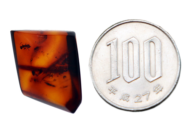 奈良漬けの如き赤茶色を呈するアリを含んだバルト海産の虫入り琥珀(Amber)(その9)