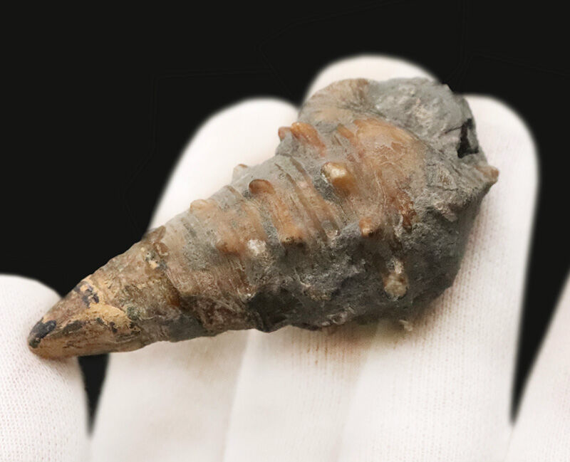 国産化石の金字塔！結節がしっかりと残る良サイズ・岡山県産ビカリア（Vicarya）化石（その4）