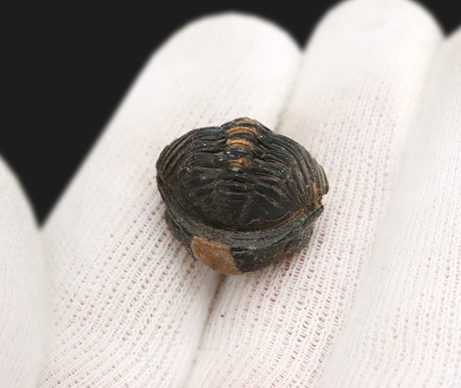 パーフェクトなエンロール（防御）姿勢！人気のパックマン！モロッコ産の三葉虫、ファコプス（Phacops）（その3）