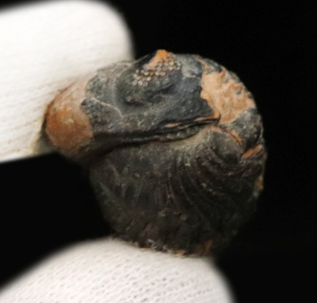 パーフェクトなエンロール（防御）姿勢！人気のパックマン！モロッコ産の三葉虫、ファコプス（Phacops）（その4）