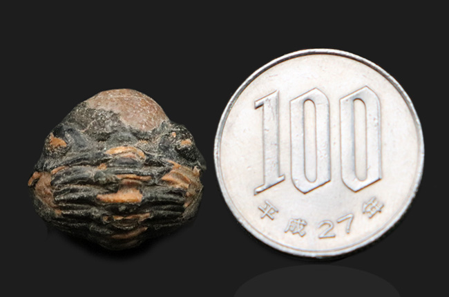 パーフェクトなエンロール（防御）姿勢！人気のパックマン！モロッコ産の三葉虫、ファコプス（Phacops）（その7）