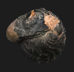 パーフェクトなエンロール（防御）姿勢！人気のパックマン！モロッコ産の三葉虫、ファコプス（Phacops）