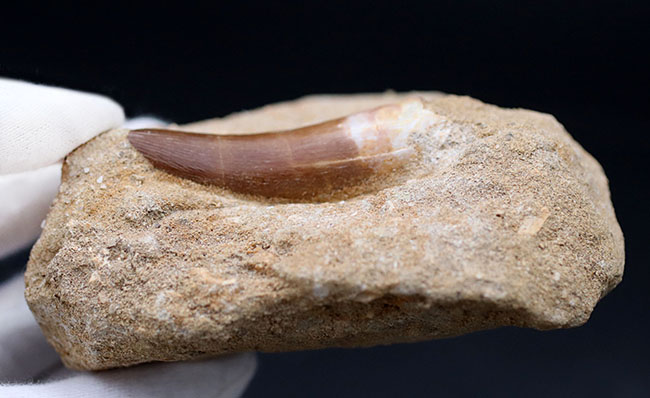 太い！長い！歴代のエラスモサウルス（Elasmosaurus）の歯化石と比較し