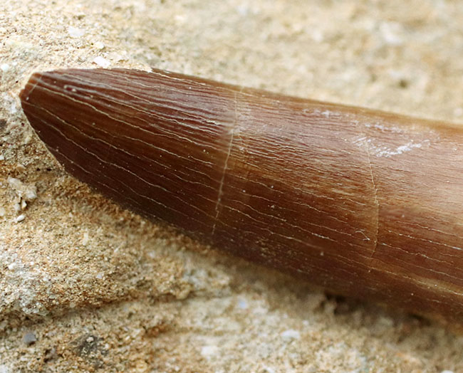 太い！長い！歴代のエラスモサウルス（Elasmosaurus）の歯化石と比較しても、引けを取らない極めて上質な歯化石（その6）