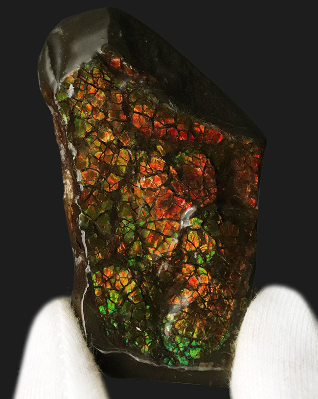 カナダ・アルバータ州が産んだ宝石、レッド、オレンジ、グリーンを呈する美しいアンモ「ラ」イト(Ammolite)のピース(その2)