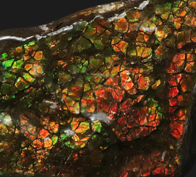 カナダ・アルバータ州が産んだ宝石、レッド、オレンジ、グリーンを呈する美しいアンモ「ラ」イト(Ammolite)のピース(その3)