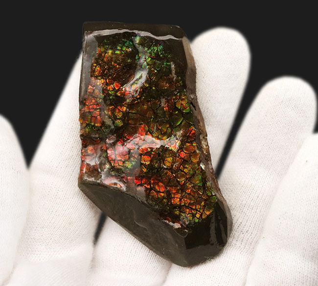 カナダ・アルバータ州が産んだ宝石、レッド、オレンジ、グリーンを呈する美しいアンモ「ラ」イト(Ammolite)のピース(その4)