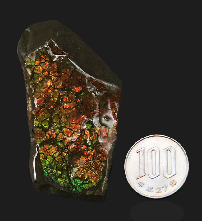 カナダ・アルバータ州が産んだ宝石、レッド、オレンジ、グリーンを呈する美しいアンモ「ラ」イト(Ammolite)のピース(その9)
