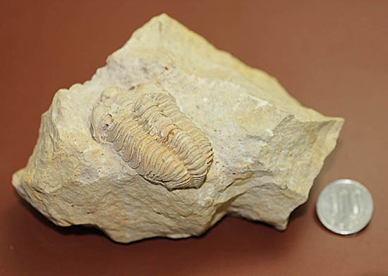 米国インディアナ産三葉虫、ステナロカリメネ・セレブラ(Sthenarocalymene celebra)(その10)
