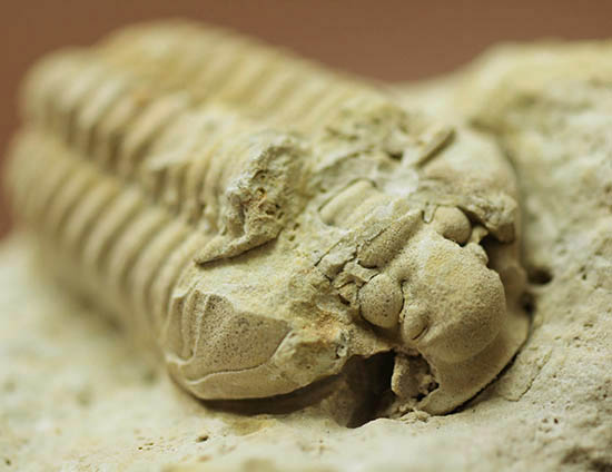 米国インディアナ産三葉虫、ステナロカリメネ・セレブラ(Sthenarocalymene celebra)(その3)