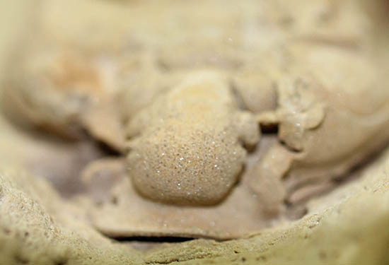 米国インディアナ産三葉虫、ステナロカリメネ・セレブラ(Sthenarocalymene celebra)(その4)