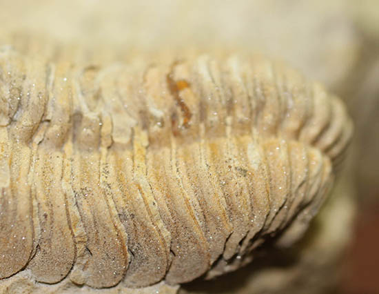 米国インディアナ産三葉虫、ステナロカリメネ・セレブラ(Sthenarocalymene celebra)(その5)
