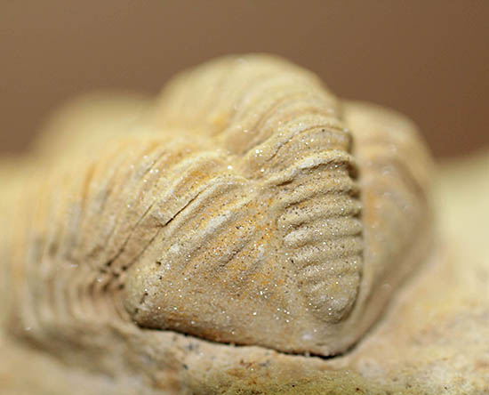 米国インディアナ産三葉虫、ステナロカリメネ・セレブラ(Sthenarocalymene celebra)(その6)