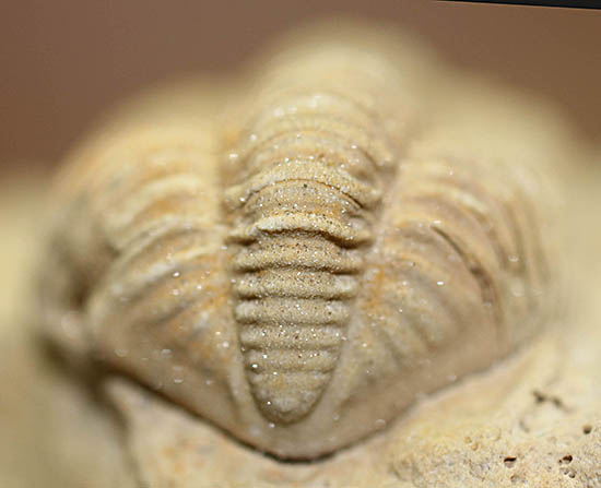 米国インディアナ産三葉虫、ステナロカリメネ・セレブラ(Sthenarocalymene celebra)(その7)
