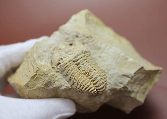 米国インディアナ産三葉虫、ステナロカリメネ・セレブラ(Sthenarocalymene celebra)(その8)