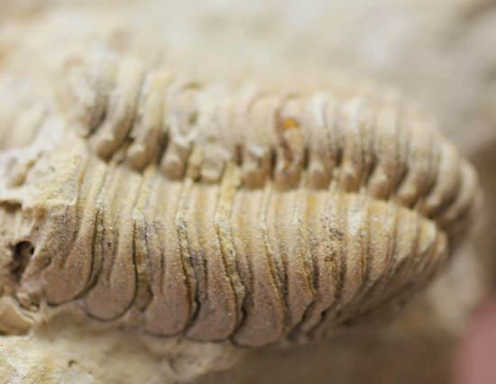 米国インディアナ産三葉虫、ステナロカリメネ・セレブラ(Sthenarocalymene celebra)(その9)