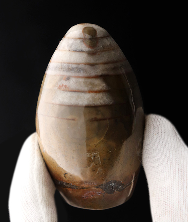 ユーモラスなフォルムに心がほっ。古生代デボン紀の珍しい頭足類、ゴンフォセラス(Gomphoceras)の化石(その1)