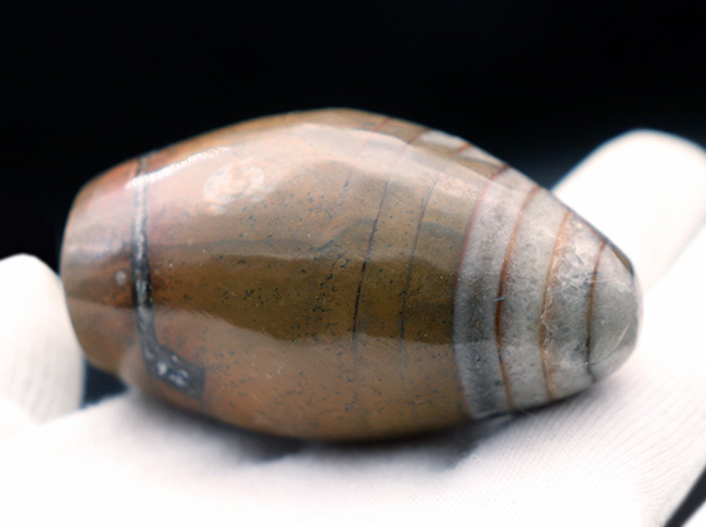 ユーモラスなフォルムに心がほっ。古生代デボン紀の珍しい頭足類、ゴンフォセラス(Gomphoceras)の化石(その3)